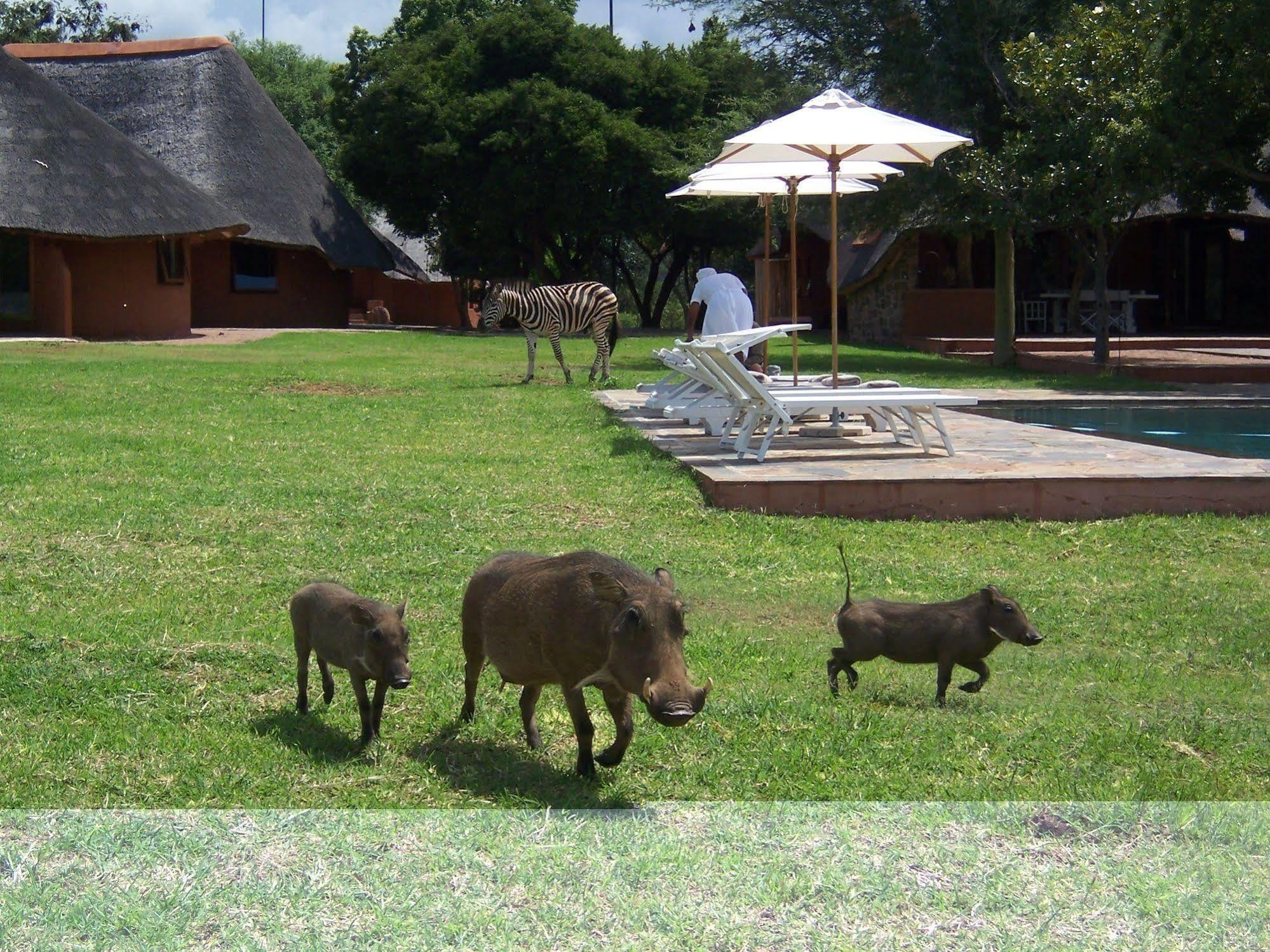 Zebras Crossing Private Game Lodge Modimolle Exterior foto